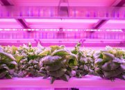 Netled Oy and Astwood Infrastructure collaborate to build Industrial scale vertical farms worldwide