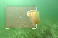 fraunhofer-igd-is-developing-underwater-image-enhancement-methods-based-on-artificial-intelligence.-c-fraunhofer-igd.jpg