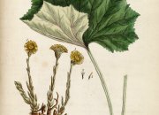 Utställningen om botemedel i folkmedicinen på 1700- och 1800-talen öppnas i Apoteksmuseet och gården Qwensel