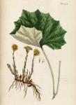 hasthovens-tussilago-farfara.-elizabeth-blackwell-a-curious-herbal-vol.-1-1737..jpg