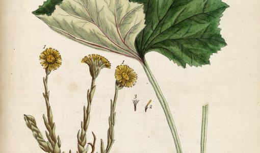 Utställningen om botemedel i folkmedicinen på 1700- och 1800-talen öppnas i Apoteksmuseet och gården Qwensel